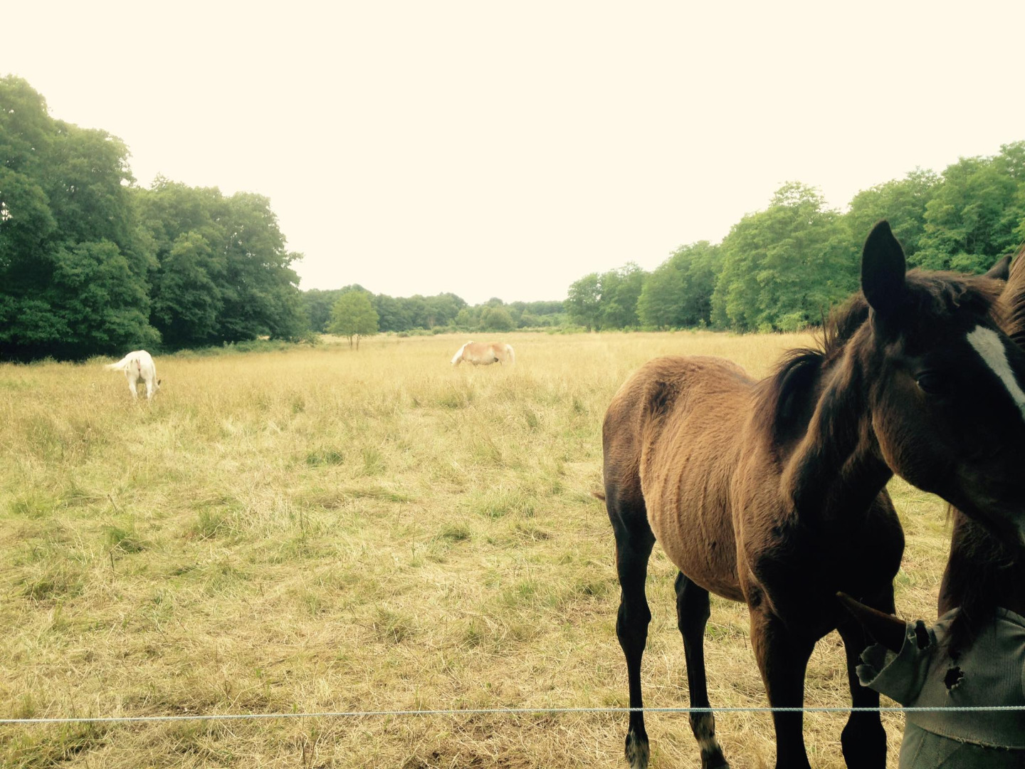 Le Ranch Lamberts : pension pré médoc